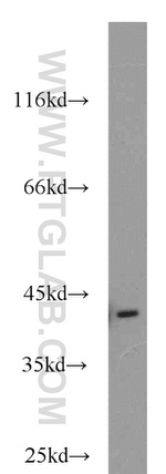 ACTA2/smooth muscle actin Antibody in Western Blot (WB)