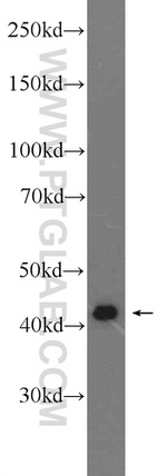 ACTA2/smooth muscle actin Antibody in Western Blot (WB)