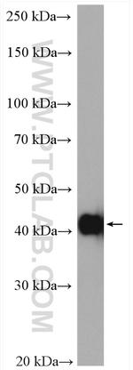 ACTA2/smooth muscle actin Antibody in Western Blot (WB)