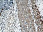 alpha Actin Antibody in Immunohistochemistry (Paraffin) (IHC (P))