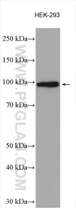 BEND3 Antibody in Western Blot (WB)