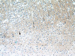 XRN1 Antibody in Immunohistochemistry (Paraffin) (IHC (P))