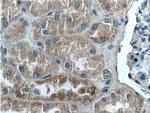 ZRANB3 Antibody in Immunohistochemistry (Paraffin) (IHC (P))