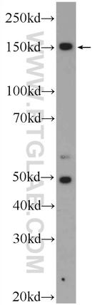 ZRANB3 Antibody in Western Blot (WB)