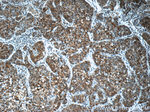 Secretin Antibody in Immunohistochemistry (Paraffin) (IHC (P))