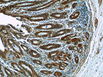 Secretin Antibody in Immunohistochemistry (Paraffin) (IHC (P))