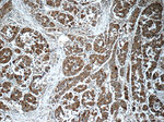 Secretin Antibody in Immunohistochemistry (Paraffin) (IHC (P))