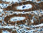 Secretin Antibody in Immunohistochemistry (Paraffin) (IHC (P))