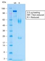 MART-1/Melan-A/MLANA Antibody in SDS-PAGE (SDS-PAGE)