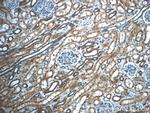 MGME1 Antibody in Immunohistochemistry (Paraffin) (IHC (P))