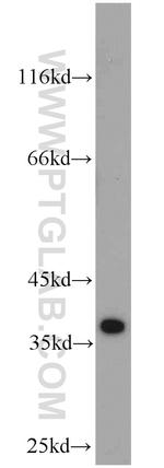 MGME1 Antibody in Western Blot (WB)