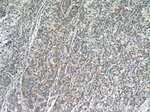 MGME1 Antibody in Immunohistochemistry (Paraffin) (IHC (P))