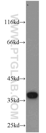 MGME1 Antibody in Western Blot (WB)