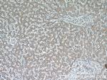 GATC Antibody in Immunohistochemistry (Paraffin) (IHC (P))