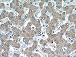 GATC Antibody in Immunohistochemistry (Paraffin) (IHC (P))