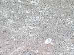 C20orf194 Antibody in Immunohistochemistry (Paraffin) (IHC (P))