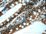 C20orf194 Antibody in Immunohistochemistry (Paraffin) (IHC (P))