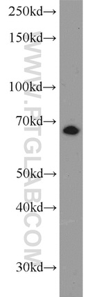 LRRC47 Antibody in Western Blot (WB)