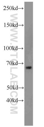 LRRC47 Antibody in Western Blot (WB)