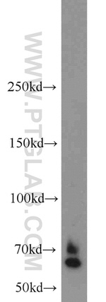 LRRC47 Antibody in Western Blot (WB)