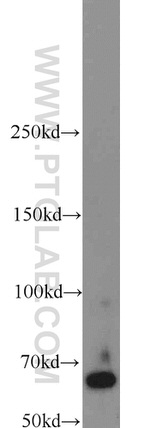 LRRC47 Antibody in Western Blot (WB)