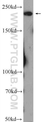 ATG2A Antibody in Western Blot (WB)