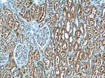 TBX18 Antibody in Immunohistochemistry (Paraffin) (IHC (P))