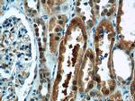 TBX18 Antibody in Immunohistochemistry (Paraffin) (IHC (P))