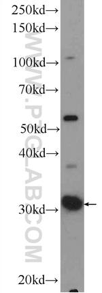 C11orf54 Antibody in Western Blot (WB)