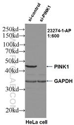 PINK1 Antibody in Western Blot (WB)