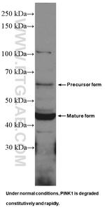 PINK1 Antibody in Western Blot (WB)