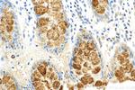 Trefoil factor 3 Antibody in Immunohistochemistry (Paraffin) (IHC (P))