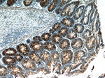 Trefoil factor 3 Antibody in Immunohistochemistry (Paraffin) (IHC (P))