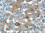 TICAM1 Antibody in Immunohistochemistry (Paraffin) (IHC (P))