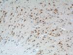 TICAM1 Antibody in Immunohistochemistry (Paraffin) (IHC (P))