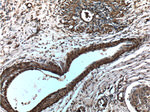 Angiopoietin 1 Antibody in Immunohistochemistry (Paraffin) (IHC (P))