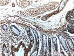 Angiopoietin 1 Antibody in Immunohistochemistry (Paraffin) (IHC (P))