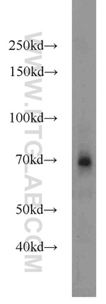 Angiopoietin 1 Antibody in Western Blot (WB)