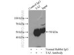 TAZ Antibody in Immunoprecipitation (IP)