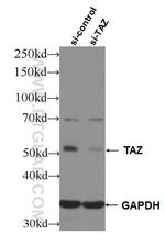 TAZ Antibody in Western Blot (WB)