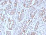 ICOS-L/ICOS Ligand/B7RP-1 (Immuno-Oncology Target) Antibody in Immunohistochemistry (Paraffin) (IHC (P))