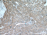 IDH1 Antibody in Immunohistochemistry (Paraffin) (IHC (P))