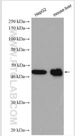 IDH1 Antibody in Western Blot (WB)