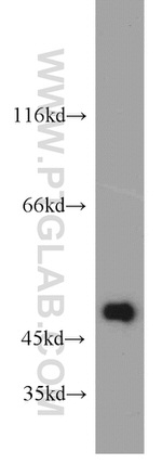 IDH1 Antibody in Western Blot (WB)