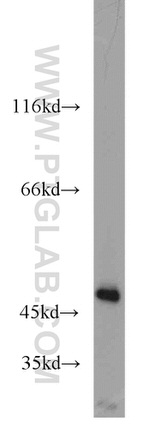 IDH1 Antibody in Western Blot (WB)