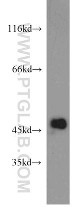 IDH1 Antibody in Western Blot (WB)