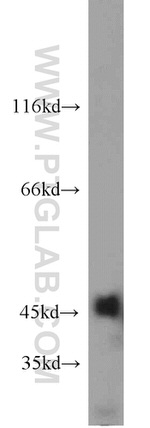 IDH1 Antibody in Western Blot (WB)