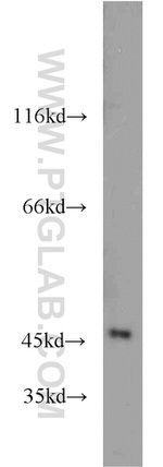 IDH1 Antibody in Western Blot (WB)