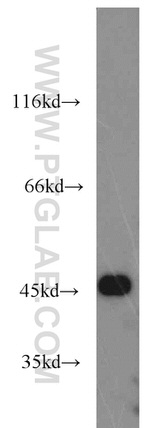 IDH1 Antibody in Western Blot (WB)