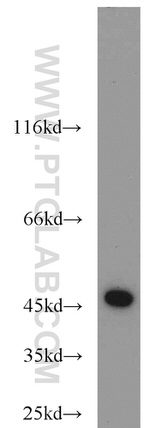 IDH1 Antibody in Western Blot (WB)